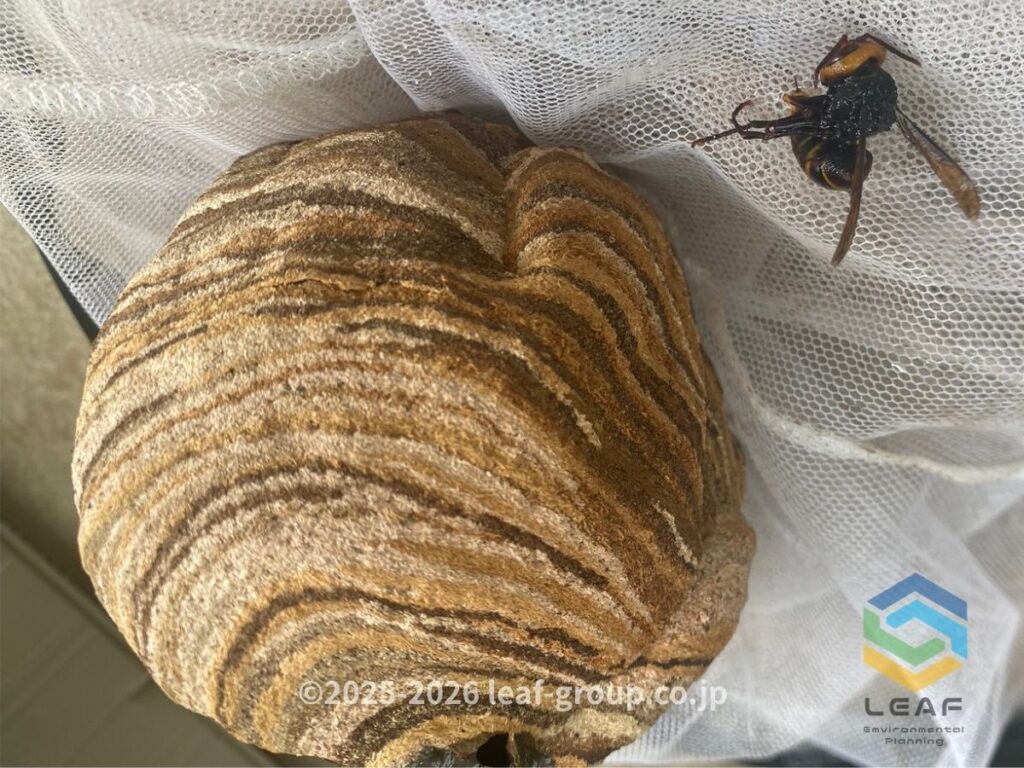 撤去したコガタスズメバチの巣