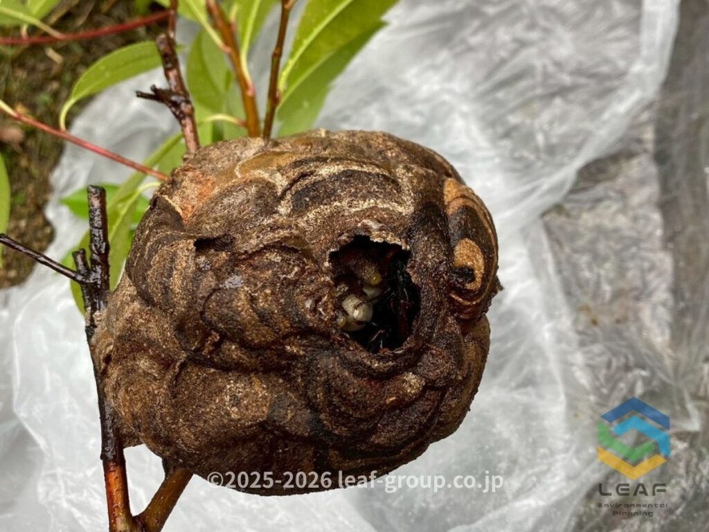 撤去したコガタスズメバチの巣