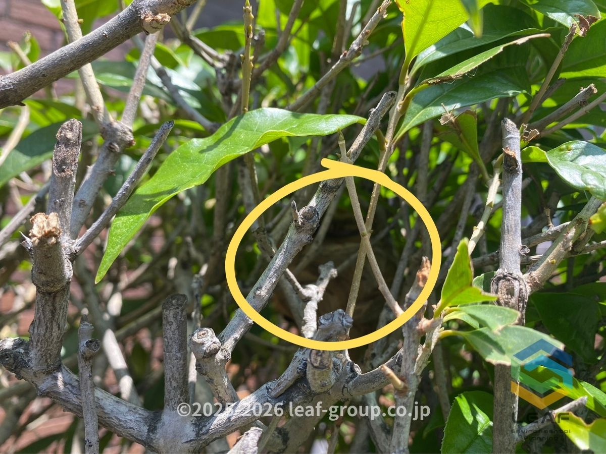 神戸市西区伊川谷町有瀬｜コガタスズメバチの7月の巣