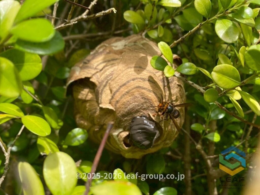 枝を剪定して露出したコガタスズメバチの巣