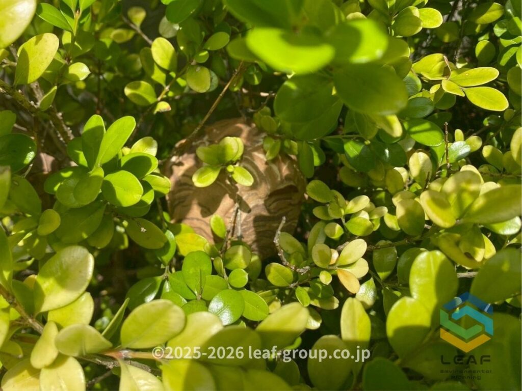 明石市大久保町の庭木の奥に作られたコガタスズメバチの巣