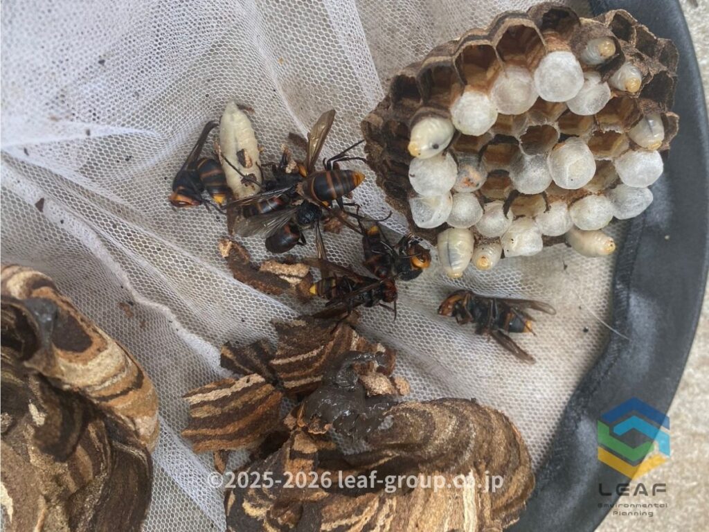 撤去したコガタスズメバチの巣の内部と女王バチ・働きバチ