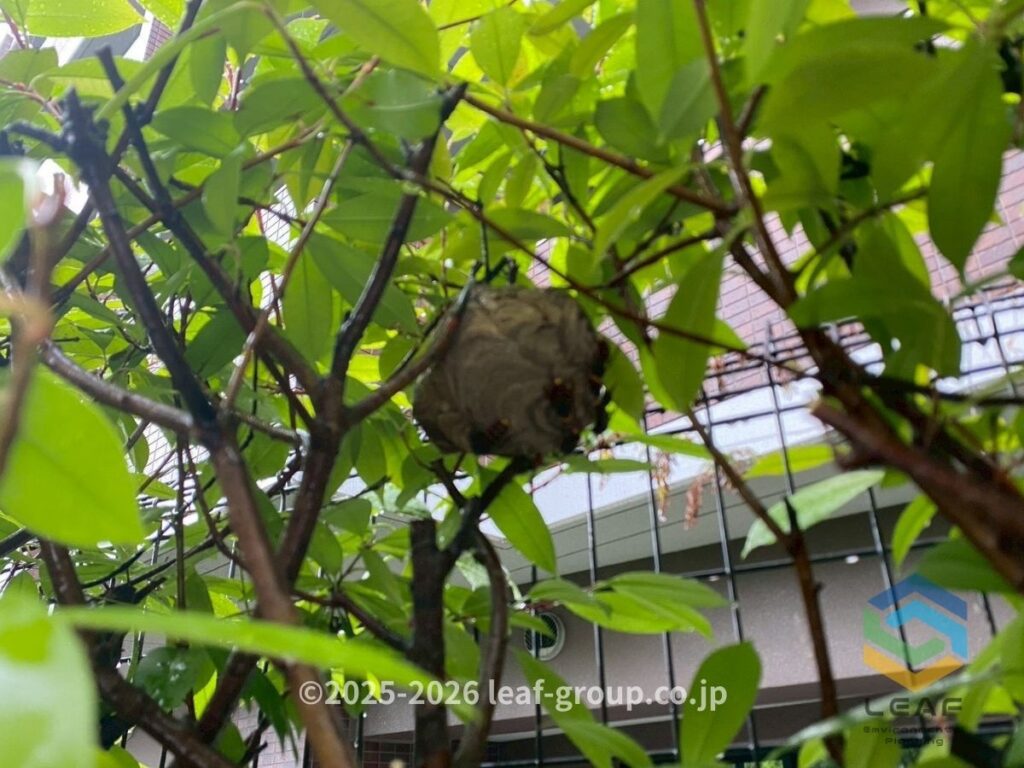 枝を剪定して露出したコガタスズメバチの巣