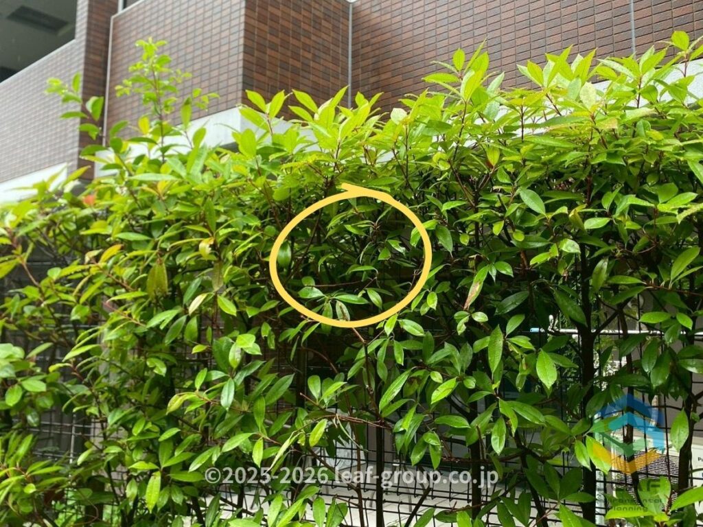 宝塚市湯本町のマンション植栽内に営巣したコガタスズメバチ