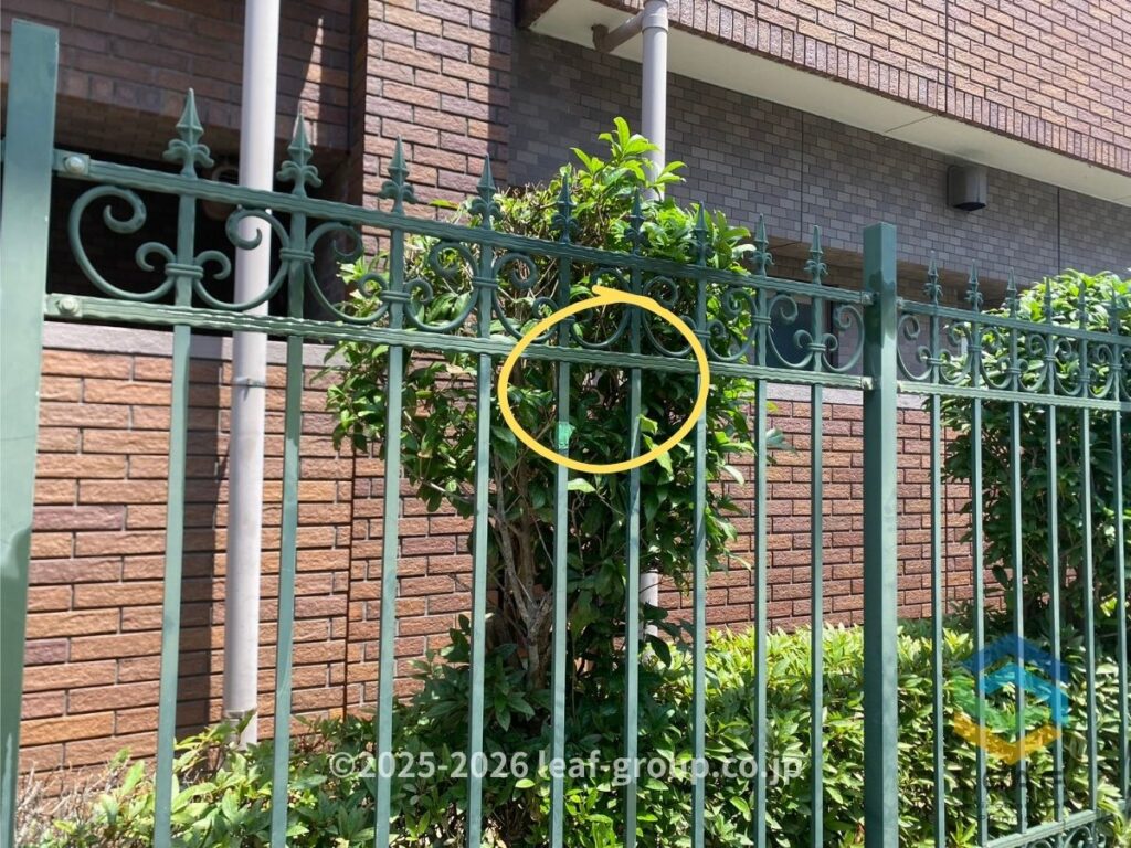 神戸市西区伊川谷町有瀬のマンション植栽内に営巣したコガタスズメバチ