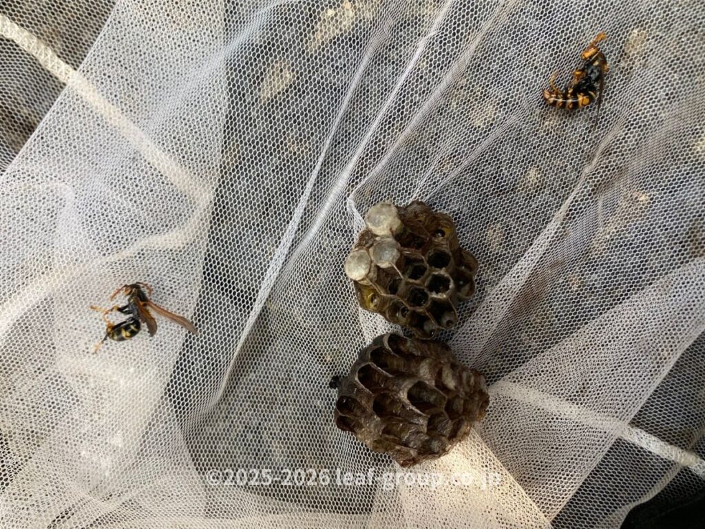 駆除して撤去したセグロアシナガバチの巣