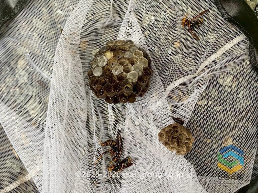 駆除したセグロアシナガバチの巣