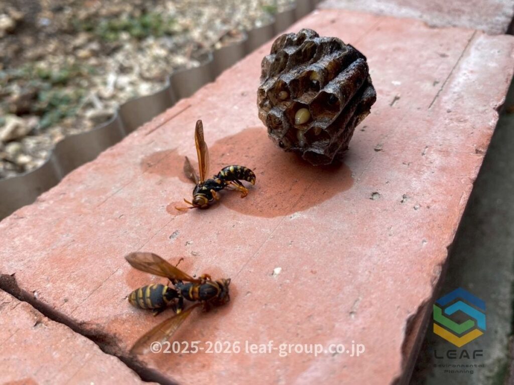 撤去したセグロアシナガバチの巣と駆除した蜂