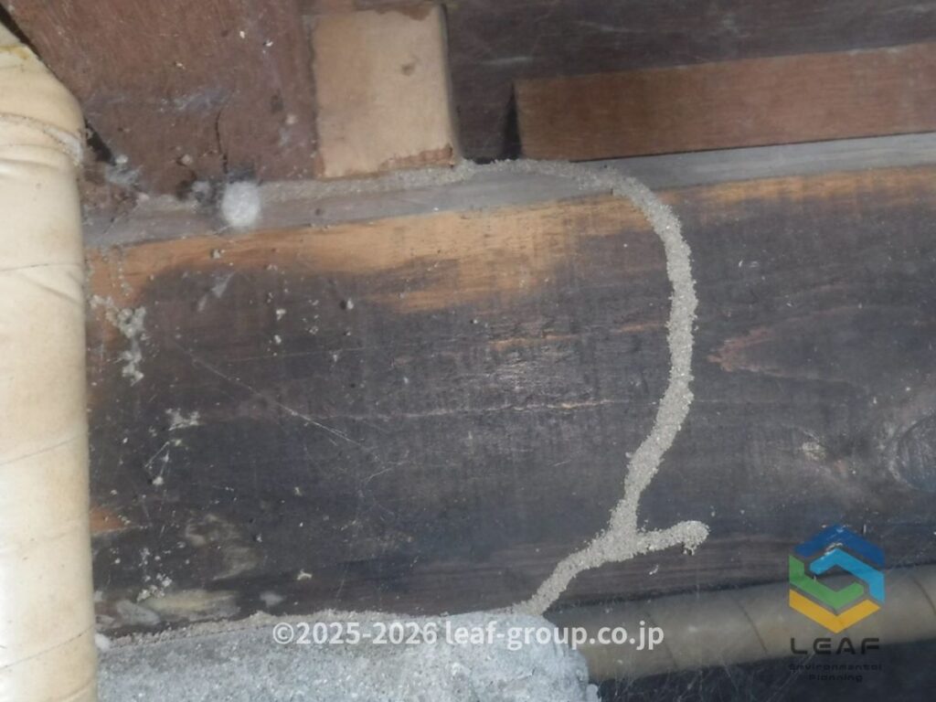 明石市上ノ丸の床下で発見したヤマトシロアリの蟻道