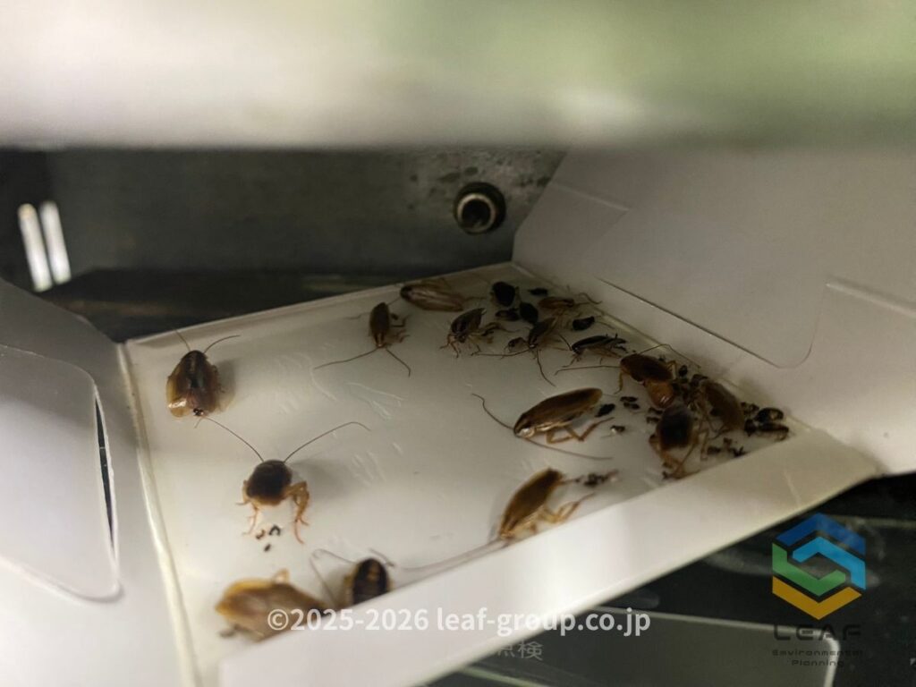 チャバネゴキブリが多数捕獲された調査用トラップ