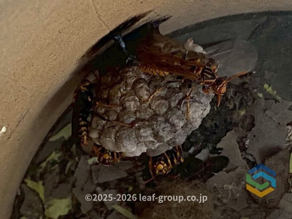 傘立て内部に作られたセグロアシナガバチの巣