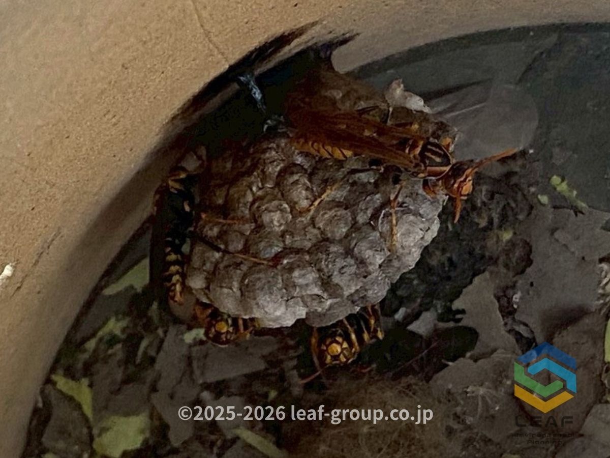 神戸市灘区大石東町｜アシナガバチの巣　玄関前傘立ての中