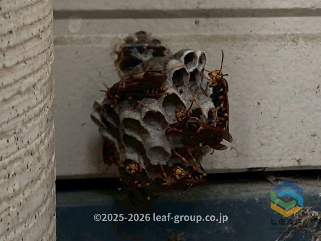 傘立て横の壁面に作られたセグロアシナガバチの巣