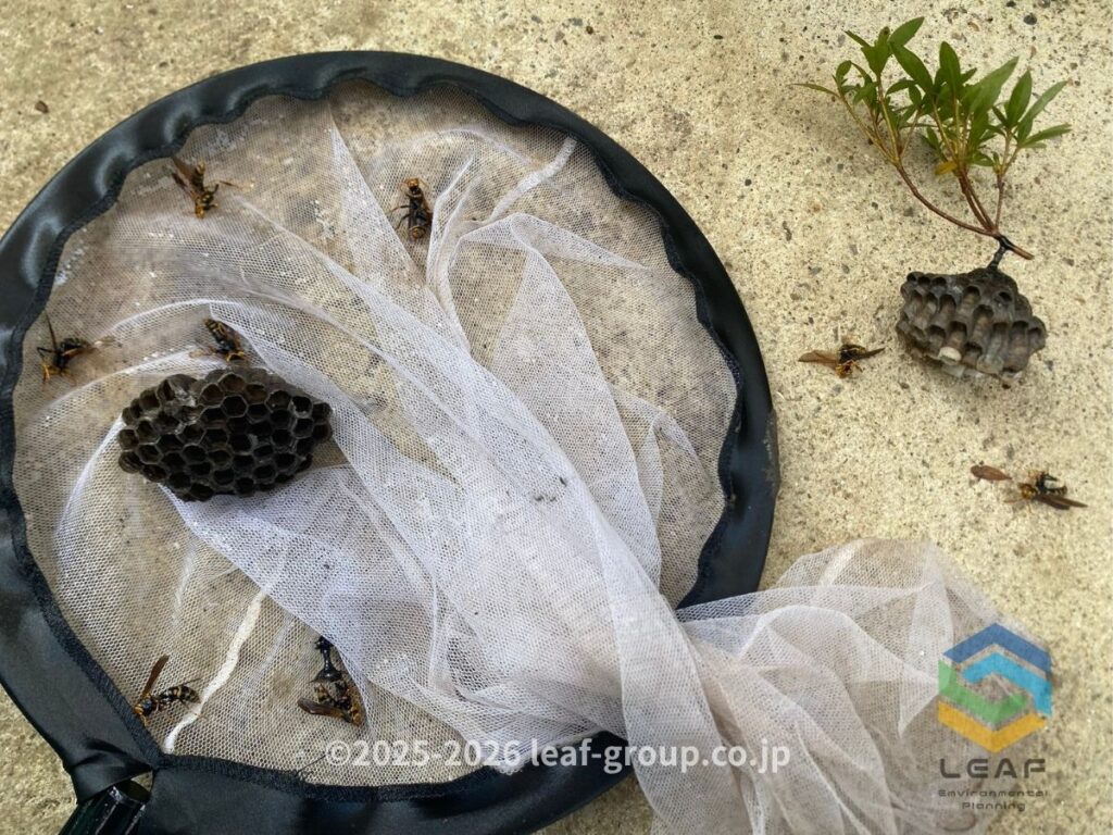 神戸市西区秋葉台で撤去した2つのフタモンアシナガバチの巣