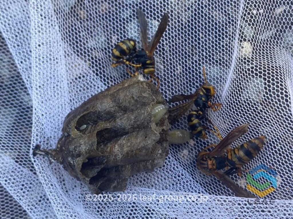 撤去したセグロアシナガバチの巣と蜂