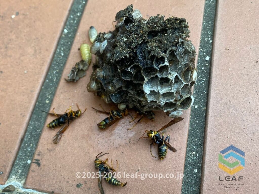 駆除して撤去したセグロアシナガバチの巣と蜂