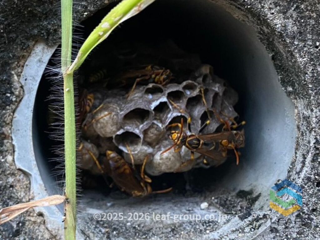 排水口内部に作られたセグロアシナガバチの巣
