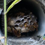 排水口内部に作られたセグロアシナガバチの巣