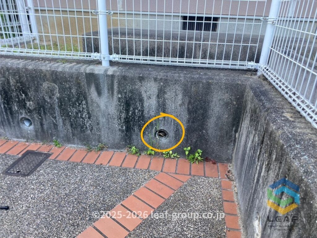 神戸市須磨区白川台の車庫付近にある排水口に営巣したアシナガバチ
