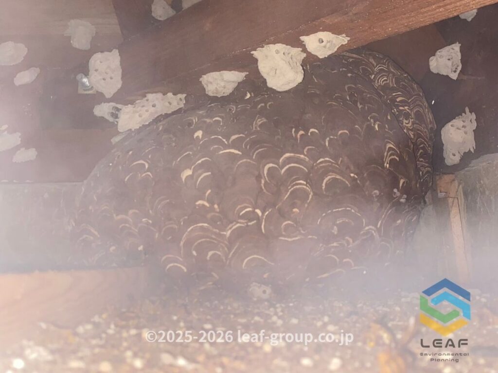 屋根裏で燻煙処理を行うキイロスズメバチ駆除作業