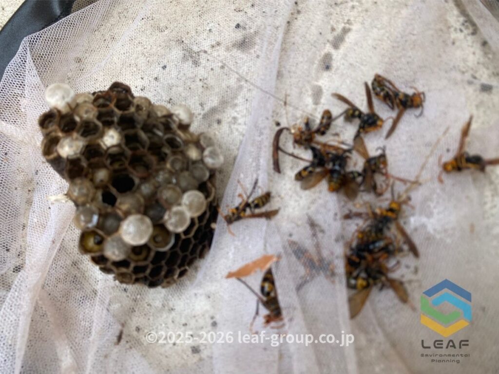 駆除して撤去したフタモンアシナガバチの巣