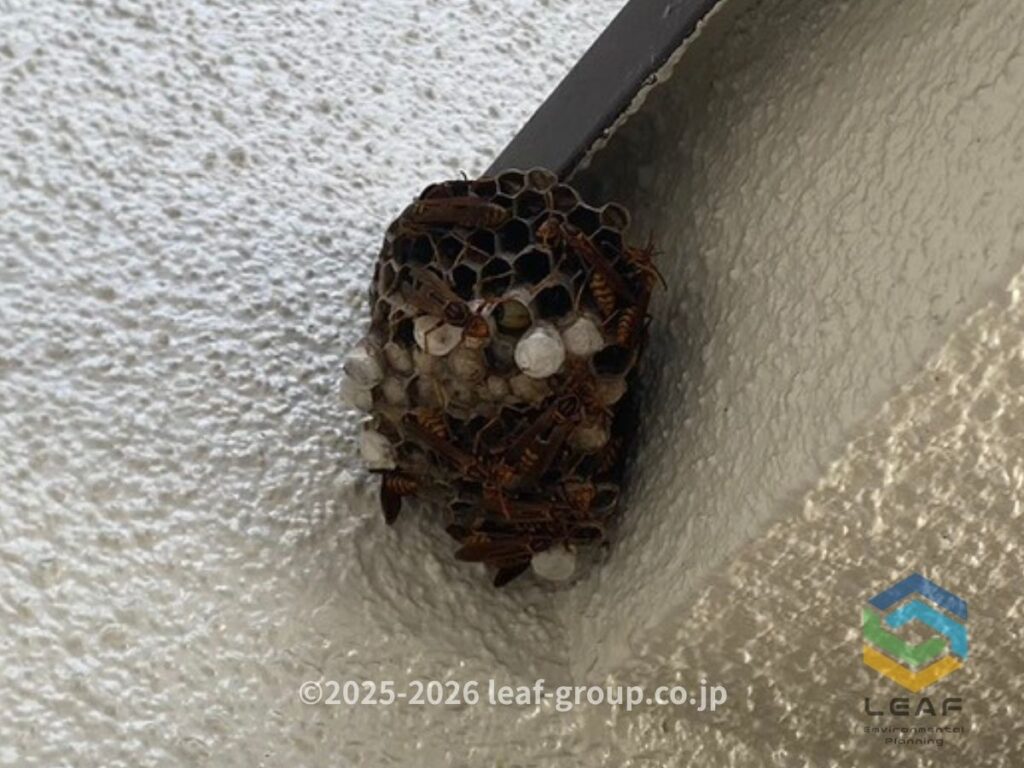 車庫内に営巣した約10cmのフタモンアシナガバチの巣
