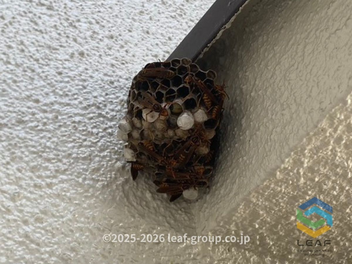 高砂市米田町島｜フタモンアシナガバチの巣