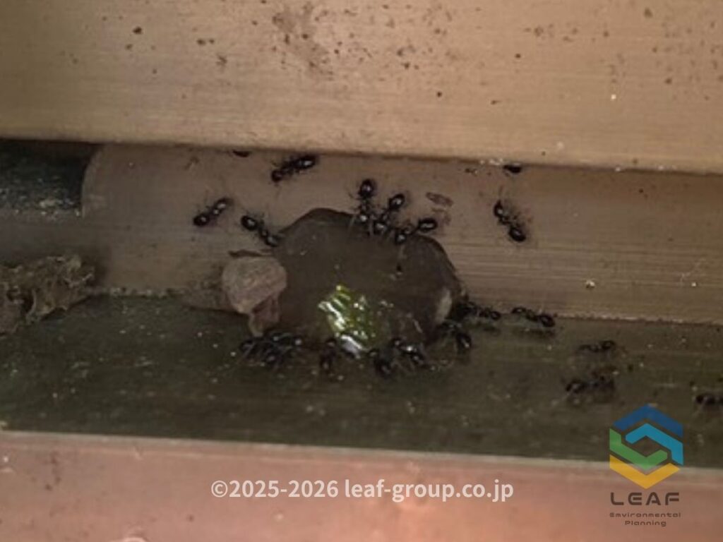 神戸市垂水区でヒメアリ駆除のため窓サッシに施工したベイト剤に集まるアリ