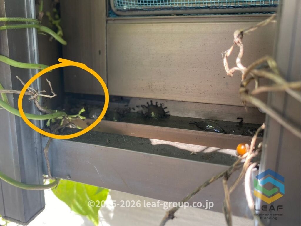 神戸市垂水区の民泊施設でヒメアリの侵入を確認した窓サッシの隙間