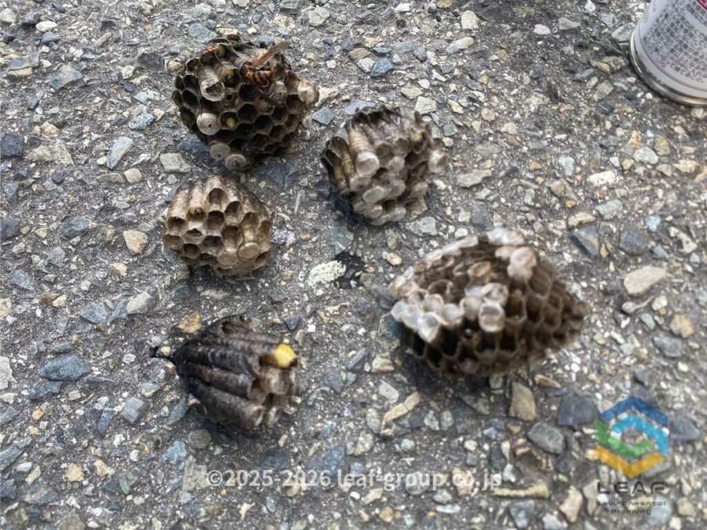 小野市王子町で駆除したキアシナガバチ5個の巣
