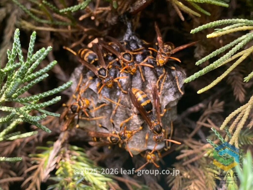 小野市王子町の営業所敷地内植栽に作られたキアシナガバチの巣