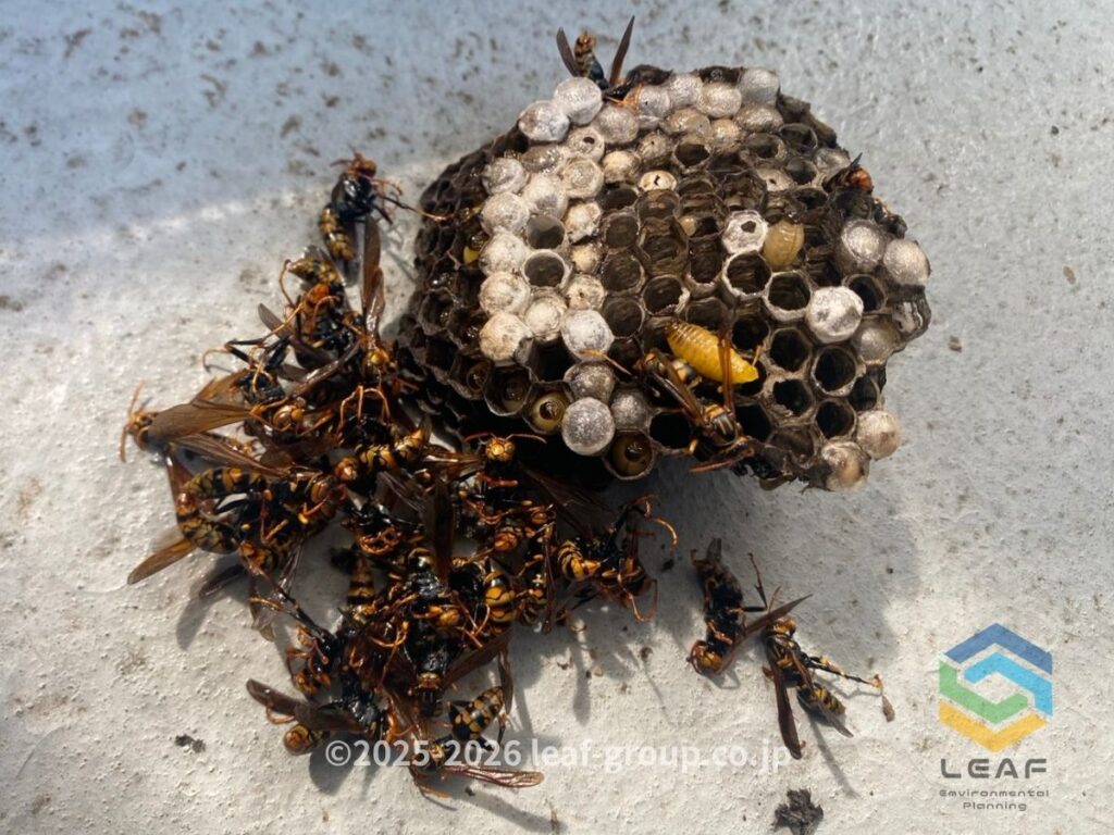駆除後のキアシナガバチの巣と大量の蜂