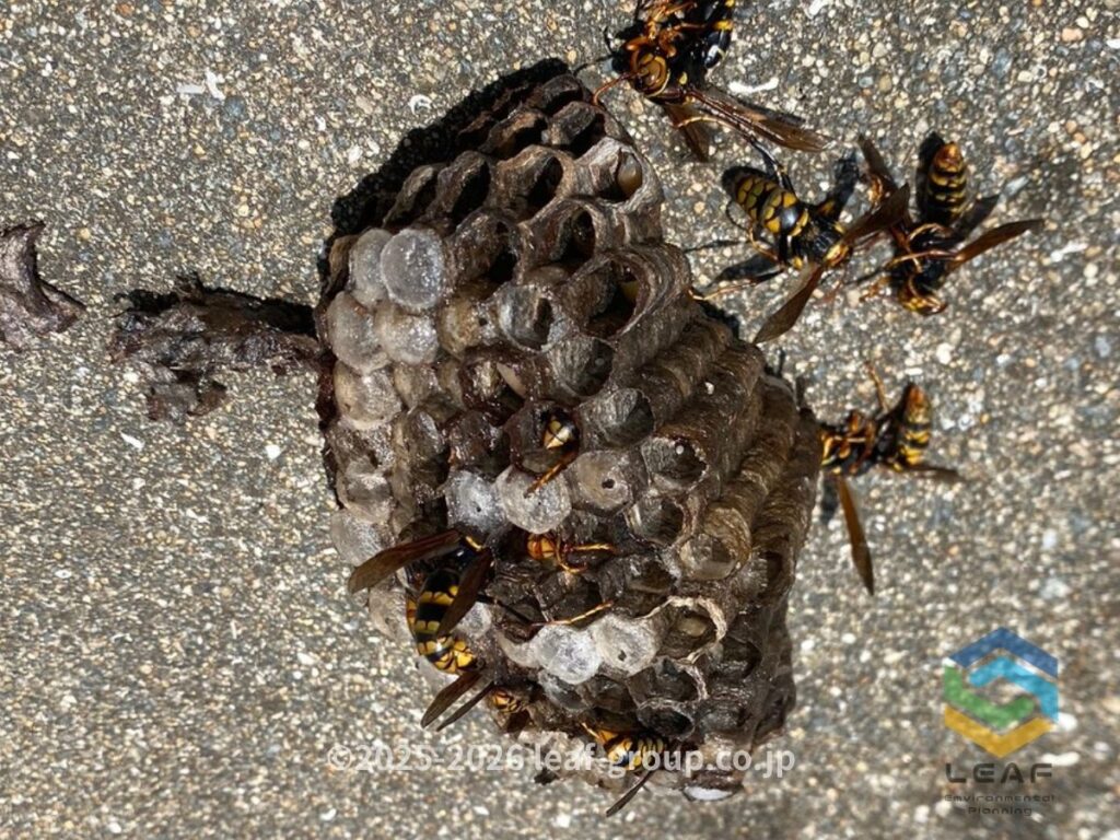 駆除後に撤去したキアシナガバチの巣