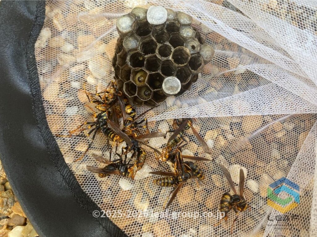駆除したキアシナガバチの巣と蜂