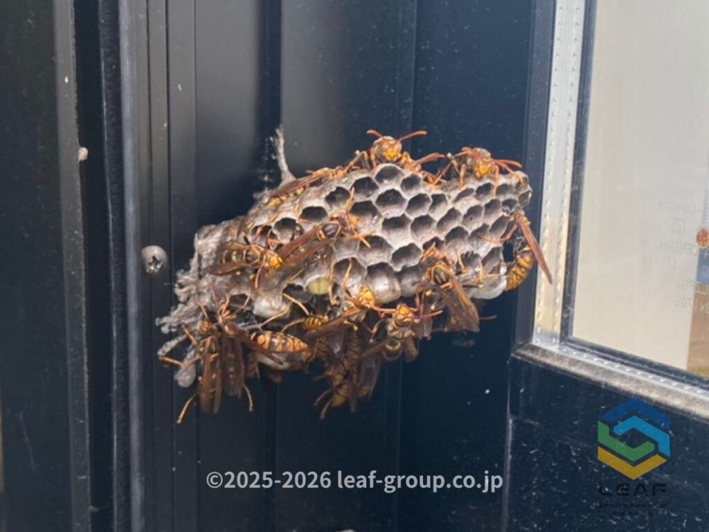 伊丹市桑津のベランダ窓サッシにできたキアシナガバチの巣