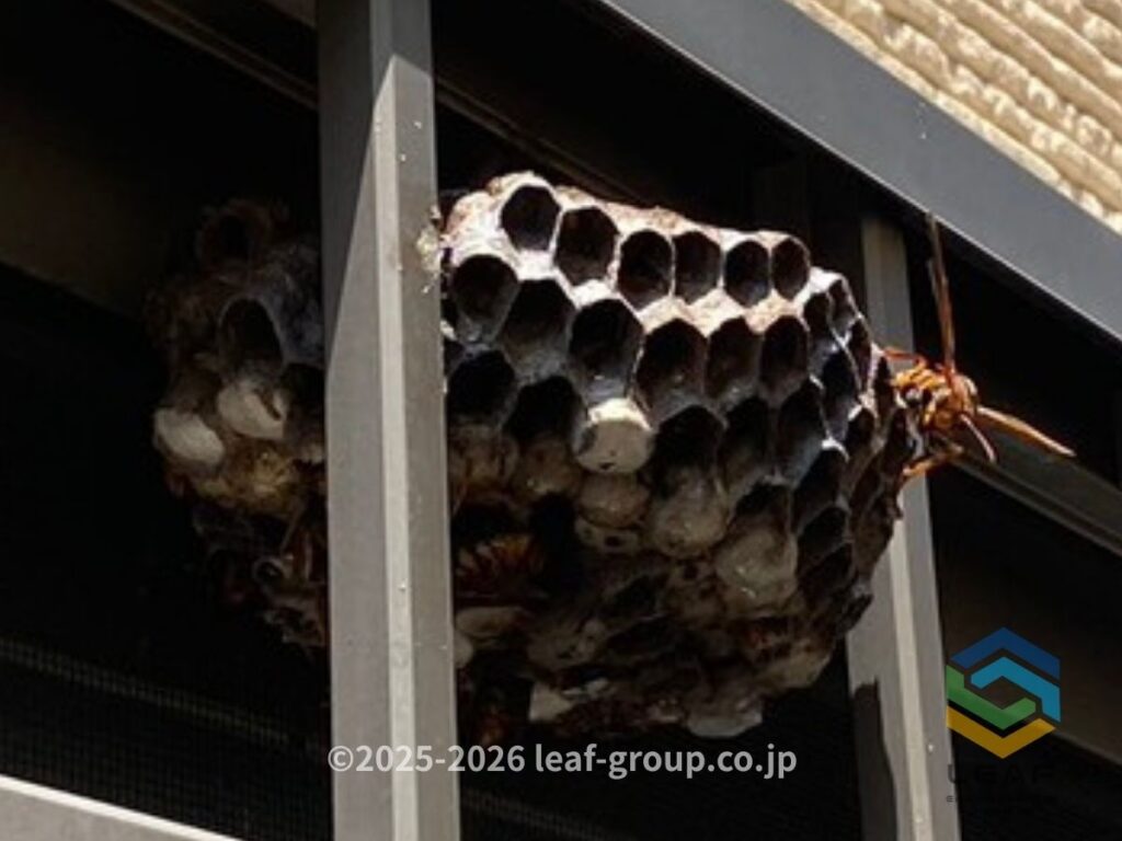 神戸市中央区八雲通の窓格子にできた約15cmのキアシナガバチの巣