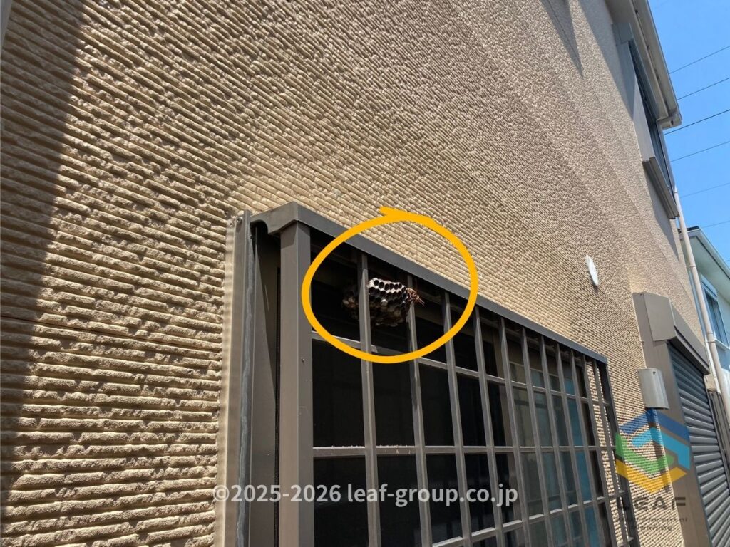 神戸市中央区八雲通の窓格子にできたキアシナガバチの巣