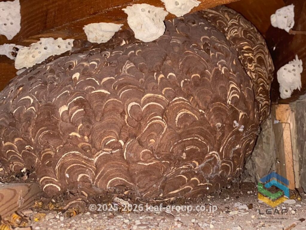 屋根裏に営巣した巨大なキイロスズメバチの巣