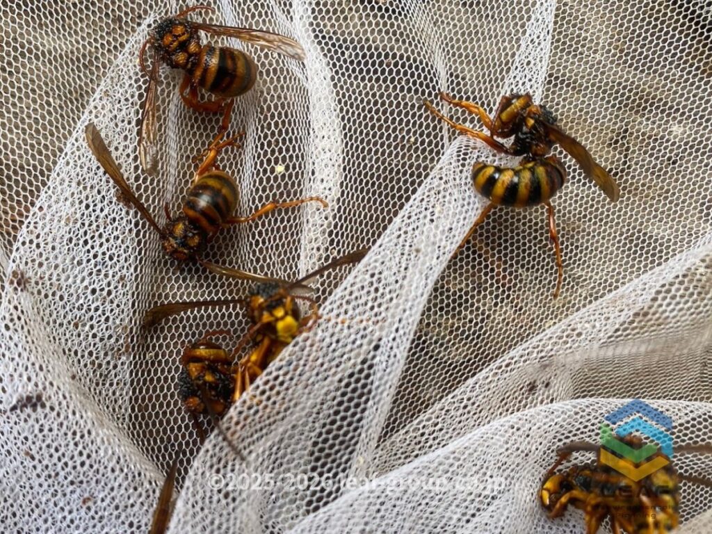 駆除したキイロスズメバチ