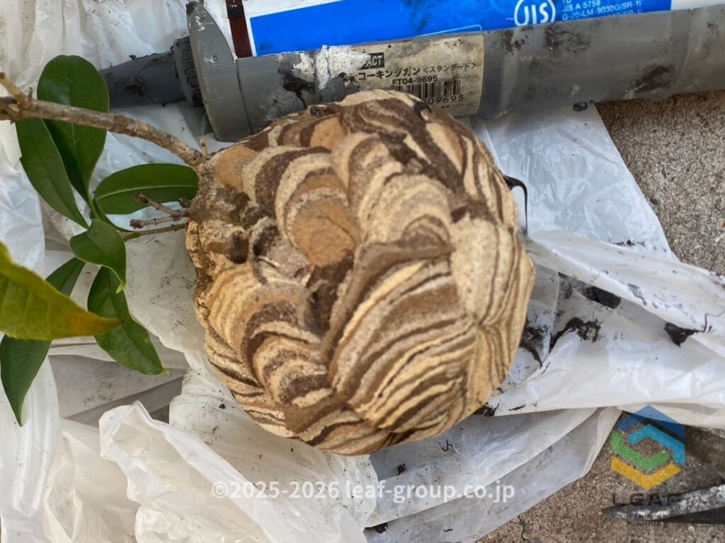 駆除して撤去したコガタスズメバチの巣