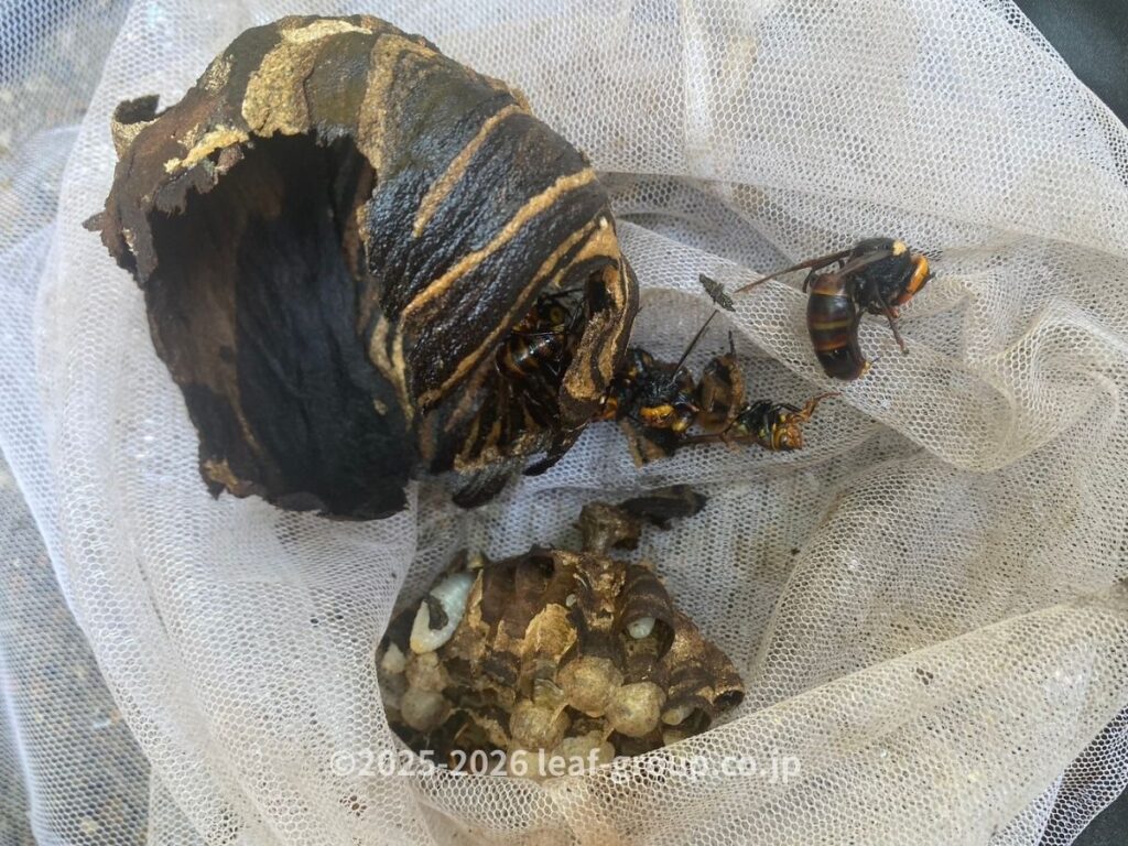 駆除して撤去したコガタスズメバチの巣