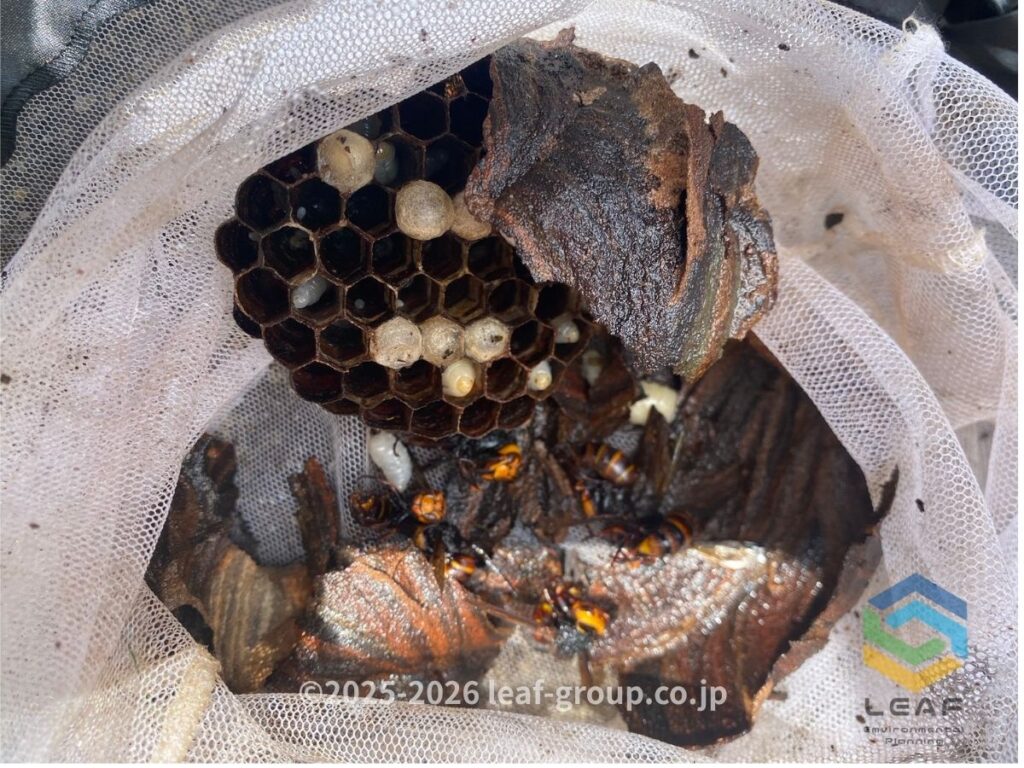 駆除して撤去したコガタスズメバチの巣と蜂