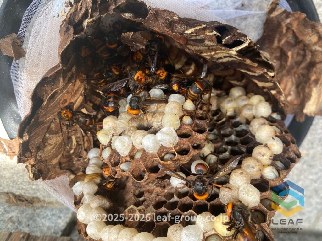 駆除して撤去したコガタスズメバチの巣