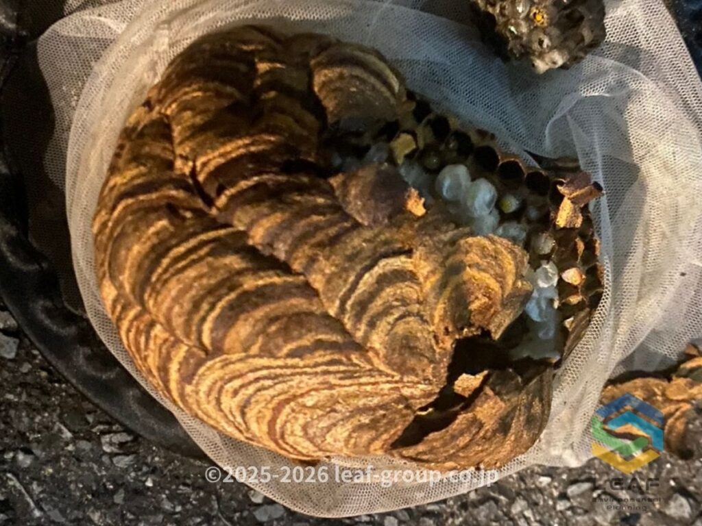駆除後に撤去したコガタスズメバチの巣