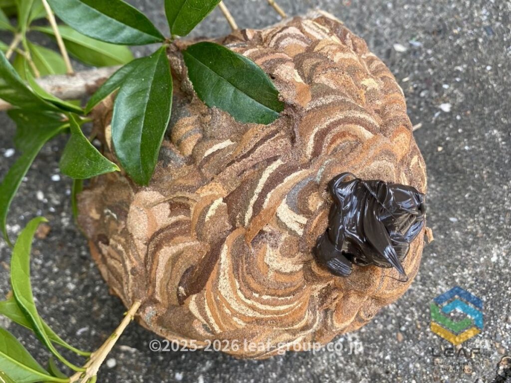 駆除して撤去したコガタスズメバチの巣