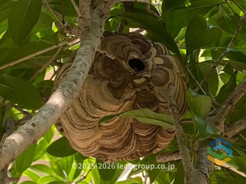 庭木の中に作られたコガタスズメバチの巣