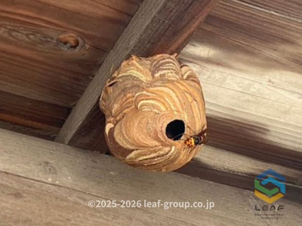 福崎町西田原の2階軒下に作られた約20cmのコガタスズメバチの巣