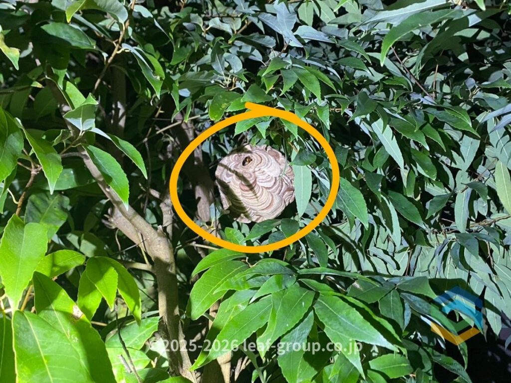 神戸市北区上津台の庭木に営巣したコガタスズメバチの巣