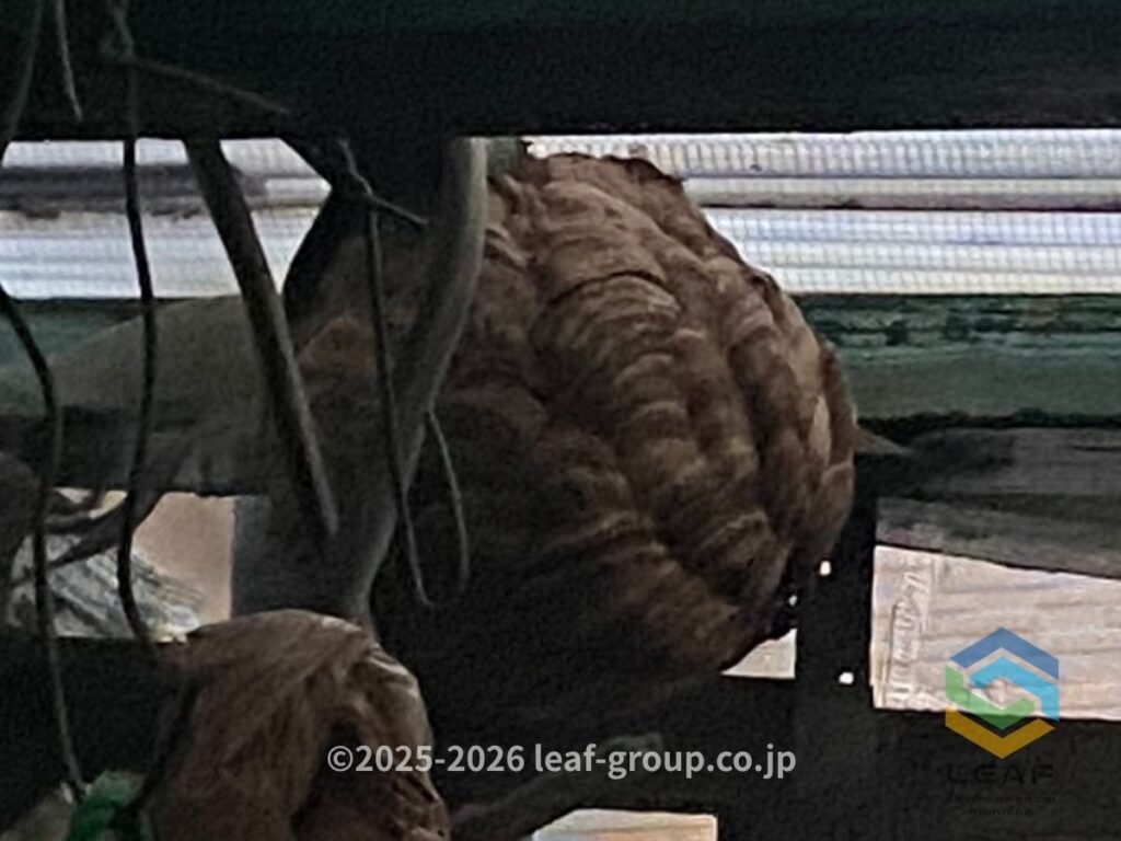 物置内に作られたコガタスズメバチの巣
