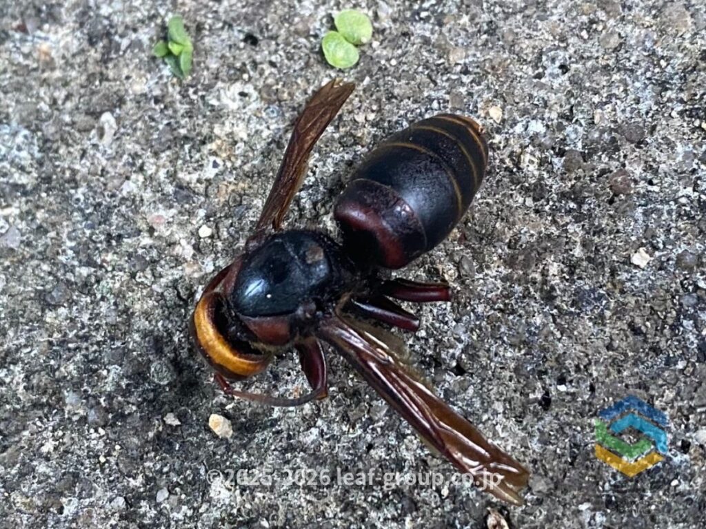 駆除後のモンスズメバチ